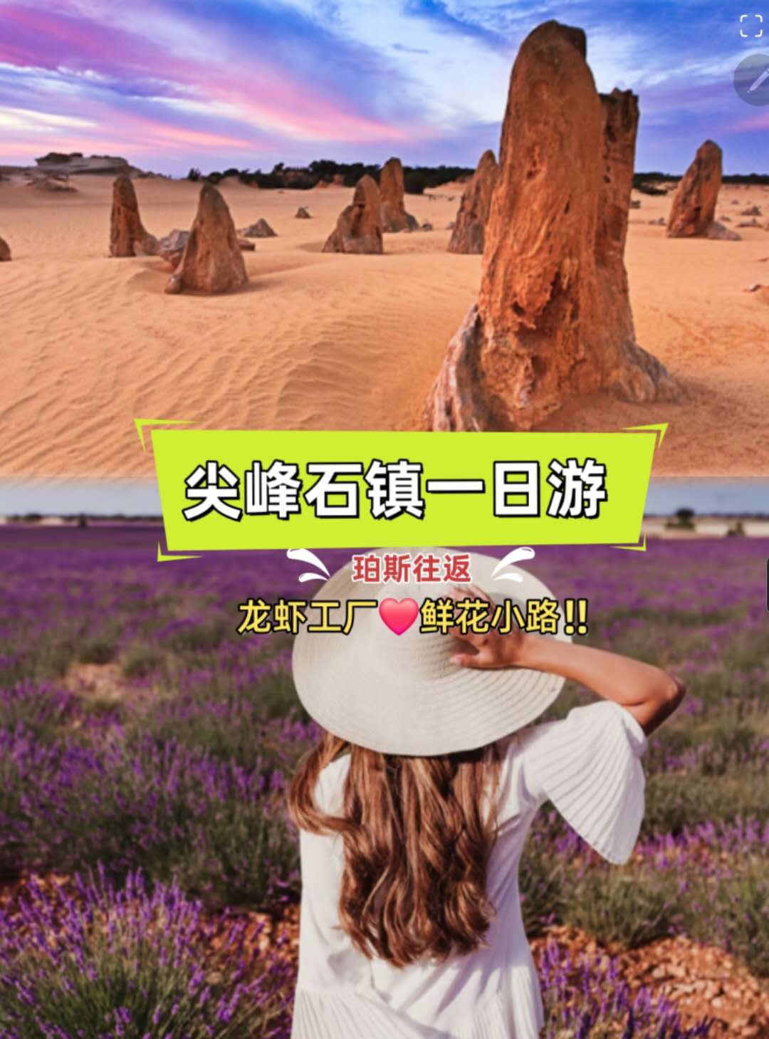 澳大利亚 | 珀斯往返 尖峰石镇+龙虾工厂和扬切普野花之路一日游（英文导览）