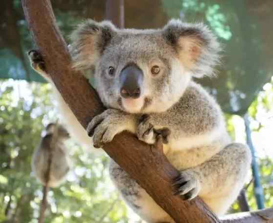 澳大利亚 | 黄金海岸一日童趣游 库伦宾动物园+奇趣捕蟹【四人成团、随时出发】