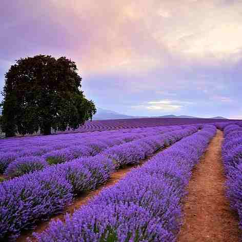 澳大利亚 |塔斯马尼亚12人精致小团-亲手抱袋熊，  玛利亚岛，亚瑟港历史遗迹，塔司曼拱洞， 魔⻤厨房，棋盘⽯，喷⽔洞，古镇⾥奇蒙-萨拉曼卡-威灵顿⼭-⽣蚝农场-樱桃采摘（季节性）， 东海岸-斯旺西-