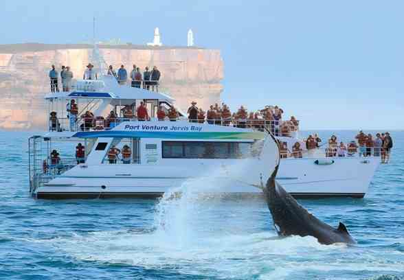 澳大利亚| 悉尼周边 杰维斯湾一日游体验 【中文精品团】