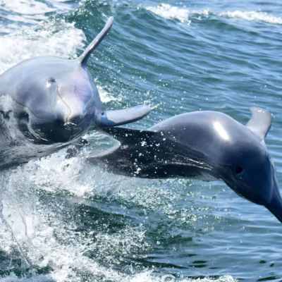 澳大利亚 | 悉尼周边 史蒂芬港观海豚一日游 （悉尼往返）