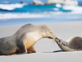 澳大利亚 | 南澳 阿德莱德周边精品团之袋鼠岛二日游（可选中文小团或英文巴士团）