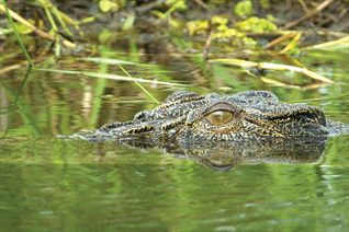 澳大利亚 | 从达尔文出发：利奇菲尔德国家公园和瀑布一日旅行（周二，周三，周五发，英文导览小团）
