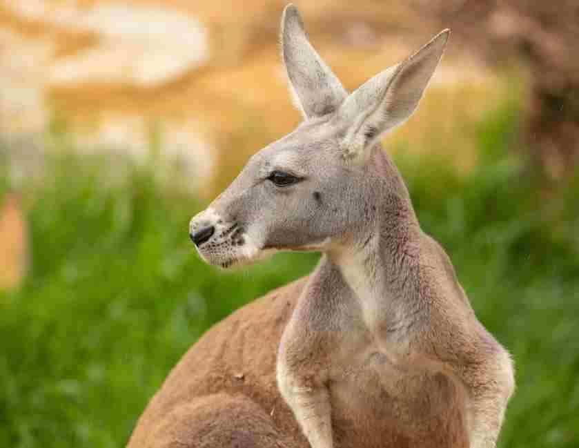 澳大利亚 | 黄金海岸一日游之 可伦宾野生动物园+热带水果世界亲子之旅-,四人成行、随时出发