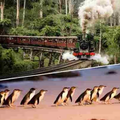 澳大利亚 | 墨尔本周边精华4日游 ：市区大景观打卡、帕芬比利蒸汽小火车、企鹅归巢、大洋路、十二门徒、动物园等；