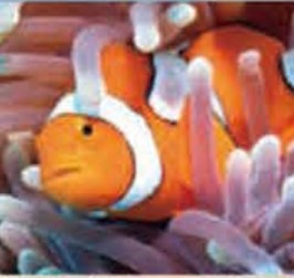 澳大利亚 | 凯恩斯豪华4日游/5日游= 本地中文团精选