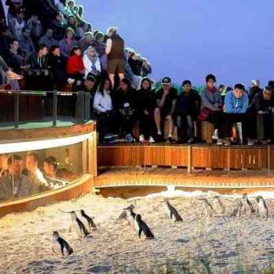 澳大利亚 | 墨尔本 彩虹小屋+动物园+菲利普岛企鹅归巢一日游（可选10人团、28人团）