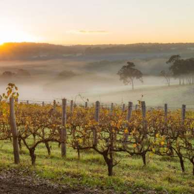 澳大利亚 | 西澳 珀斯往返-玛格丽特河酒庄区一日游（市区酒店接送）