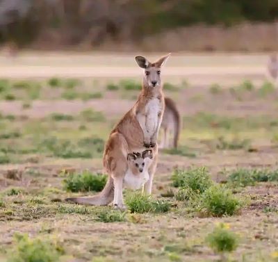 澳大利亚 | 黄金海岸 库巴巴湖区保护公园&天宝林山半日游【英文导览】