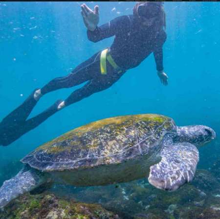 澳大利亚 | 黄金海岸 浮潜之旅：与海龟一起浮潜、或巡游海豚和海龟，半日游3小时（全年可）-观鲸季可预约与鲸鱼同游（4小时）