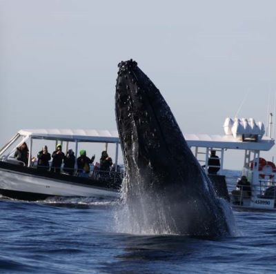 澳大利亚 | 布里斯班 冬季特色活动之出海看鲸鱼（6月-11月）