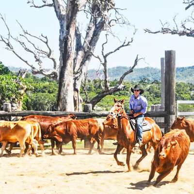 澳大利亚 | 凯恩斯 酷牛牧场 独家动物体验 美食夜游！【推广期间3人即起订】