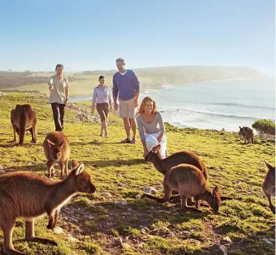 澳大利亚 | 南澳 阿德莱德 袋鼠岛深度二日游 （ 周六发团 ）