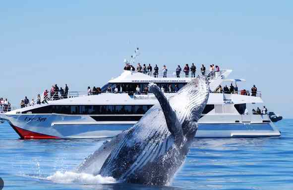 澳大利亚 | 布里斯班 冬季特色活动之出海看鲸鱼（6月-11月）