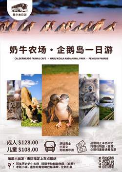 澳大利亚 | 墨尔本 菲利普企鹅岛+奶牛农场1日游