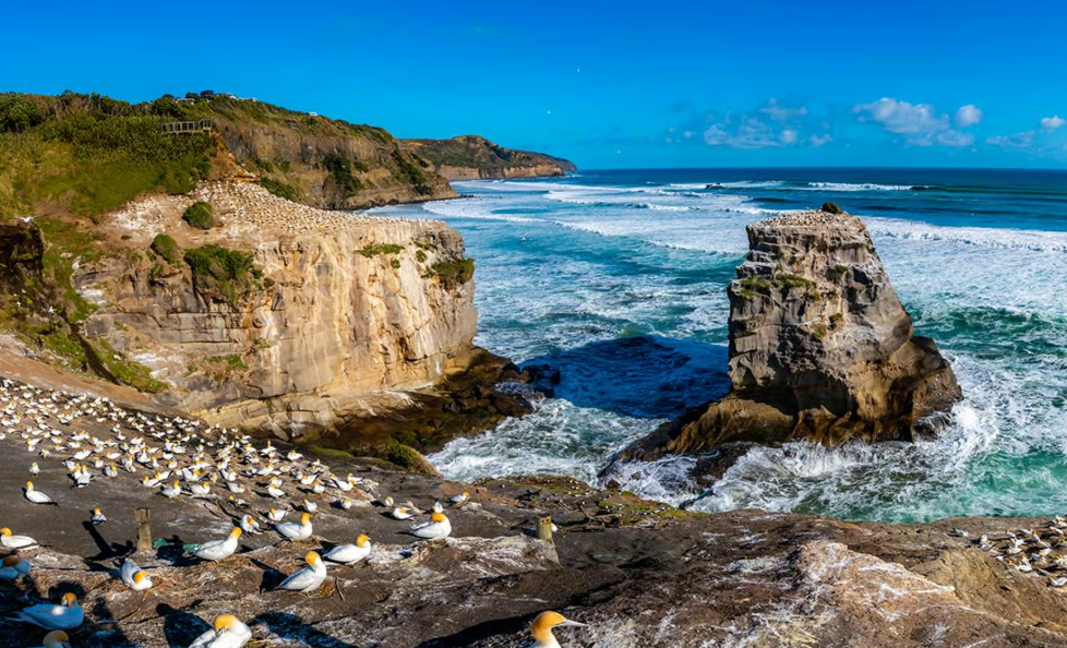 新西兰 | 奥克兰往返1日之旅：野性西海岸与黑沙滩（含午餐）Auckland's Wild West Coast & Black Sand Beaches-英文导览 