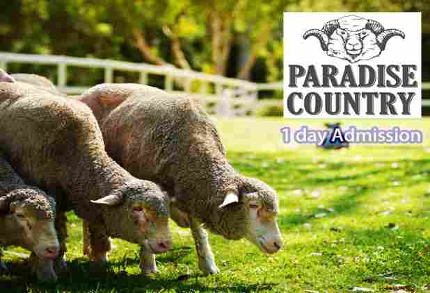 黃金海岸 天堂农庄 门票（烧烤午餐 / 与考拉拍照 可选） Village Roadshow Theme Parks - Paradise Country